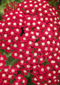 Achillea millefolium 'Laura'